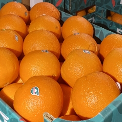 Pomarańcza Ekstra Navelina ~2kg (3-4 Sztuki)